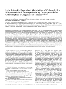 Light Intensity-Dependent Modulation of Chlorophyll b Biosynthesis