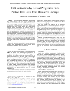 ERK Activation by Retinal Progenitor Cells Protect RPE Cells from