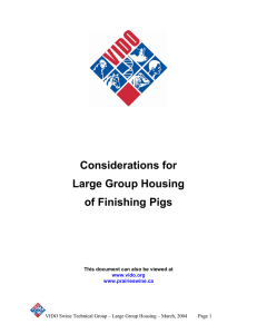 Considerations for Large Group Housing of Finishing Pigs