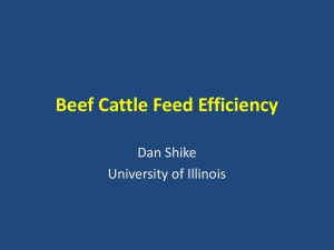 Beef Cattle Feed Efficiency