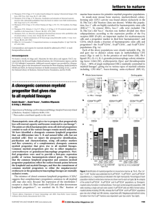 A clonogenic common myeloid progenitor that gives rise to all