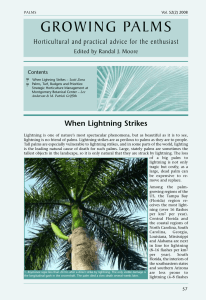 growing palms - International Palm Society