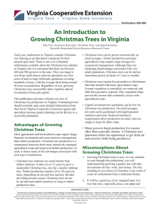 An Introduction to Growing Christmas Trees in Virginia