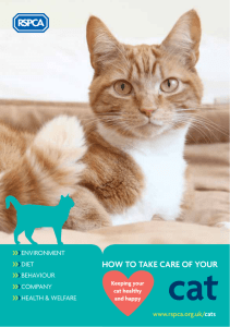 How to take care of your cat