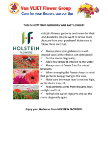 THIS IS HOW YOUR GERBERAS WILL LAST LONGER! Holstein
