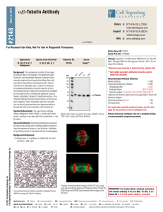 α/β-Tubulin Antibody - Cell Signaling Technology
