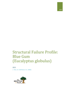 Structural Failure Profile: Blue Gum (Eucalyptus globulus)