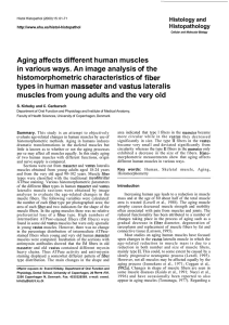 Aging affects different human muscles in various ways. An image