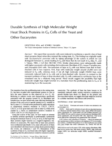 Durable Synthesis of High Molecular Weight Heat Shock Proteins in