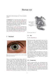 Human eye - CDCC/USP