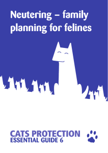 Neutering – family planning for felines