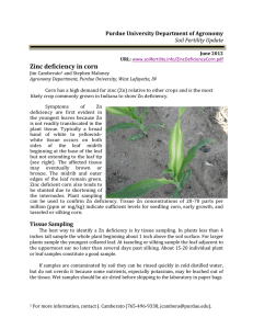Zinc deficiency in corn - Purdue Agronomy