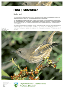 Hihi / stitchbird - Department of Conservation