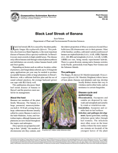 Black Leaf Streak of Banana - ctahr