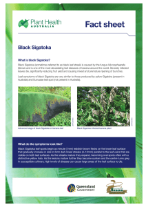 Black Sigatoka - Plant Health Australia