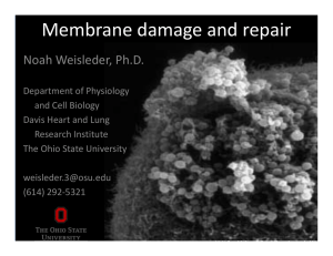 Membrane damage and repair