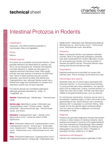 Intestinal Protozoa in Rodents