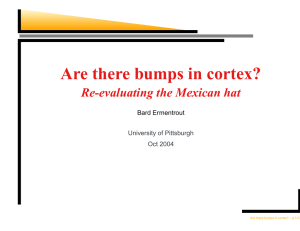 Are there bumps in cortex?