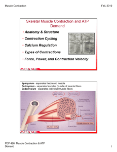 Skeletal Muscle Contraction and ATP Demand