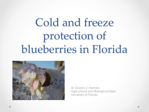 Cold and freeze protection of blueberries in Florida