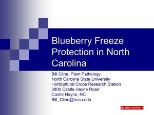 Blueberry Freeze Protection