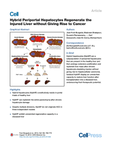 Hybrid Periportal Hepatocytes Regenerate the Injured Liver without