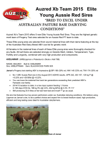 Auzred Xb Team 2015 Elite Young Aussie Red Sires
