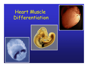 Heart Muscle Differentiation