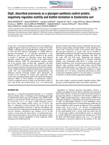 GlgS, described previously as a glycogen synthesis control protein