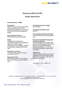 Antigen Specification P B19 VLP VP2 48000 120328