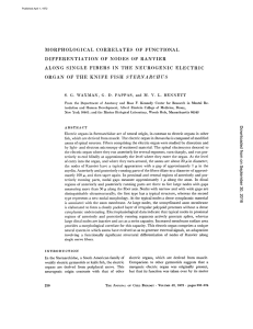 morphological correlates of functional differentiation of nodes of