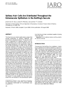 Solitary Hair Cells Are Distributed Throughout the Extramacular