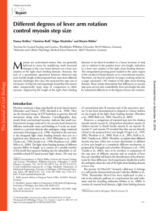 Different degrees of lever arm rotation control myosin step size