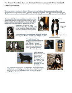 Bernese Mountain Dog Color and Markings