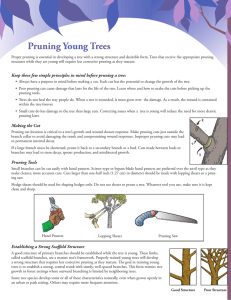 Pruning Young Trees