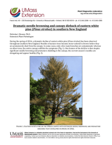 Dramatic needle browning and canopy dieback of eastern white pine