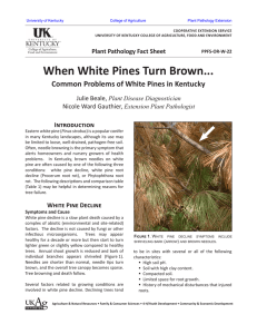 When White Pines Turn Brown