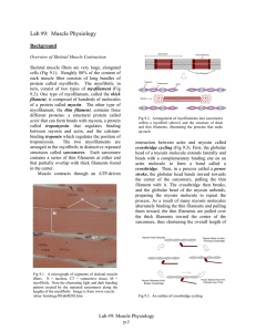 Lab #9: Muscle Physiology