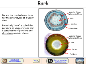 Bark is the non-technical term for the outer layers of a woody stem