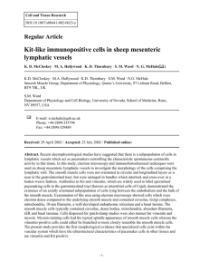 Regular Article Kit-like immunopositive cells in sheep mesenteric