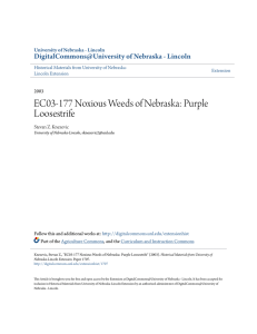 EC03-177 Noxious Weeds of Nebraska: Purple Loosestrife