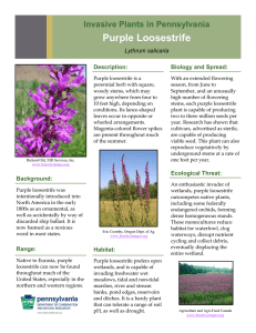 Invasive Plants in Pennsylvania: Purple Loosestrife