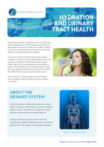 hydration and urinary tract health