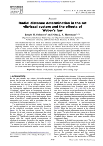 Radial distance determination in the rat vibrissal system and the