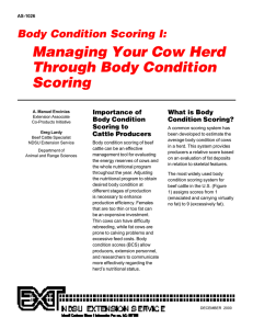 Body Conditioning Scoring I: Managing Your Cow Herd Through