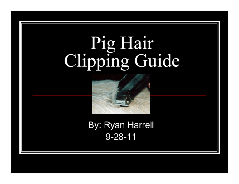 Pig Hair Clipping Guide Pig Hair Clipping Guide