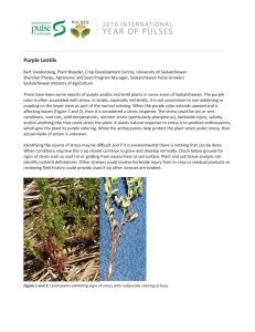 Purple Lentils - Saskatchewan Pulse Growers