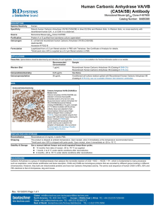 Human Carbonic Anhydrase VA/VB (CA5A/5B) Antibody