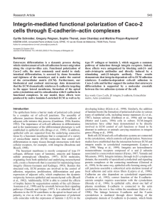 Integrin-induced E-cadherin–actin complexes