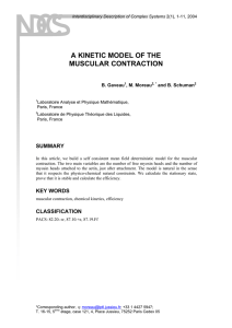 A KINETIC MODEL OF THE MUSCULAR CONTRACTION
